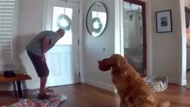 "Pior" cão de guarda: Nash apressa-se a ir ter com ladrão... para brincar