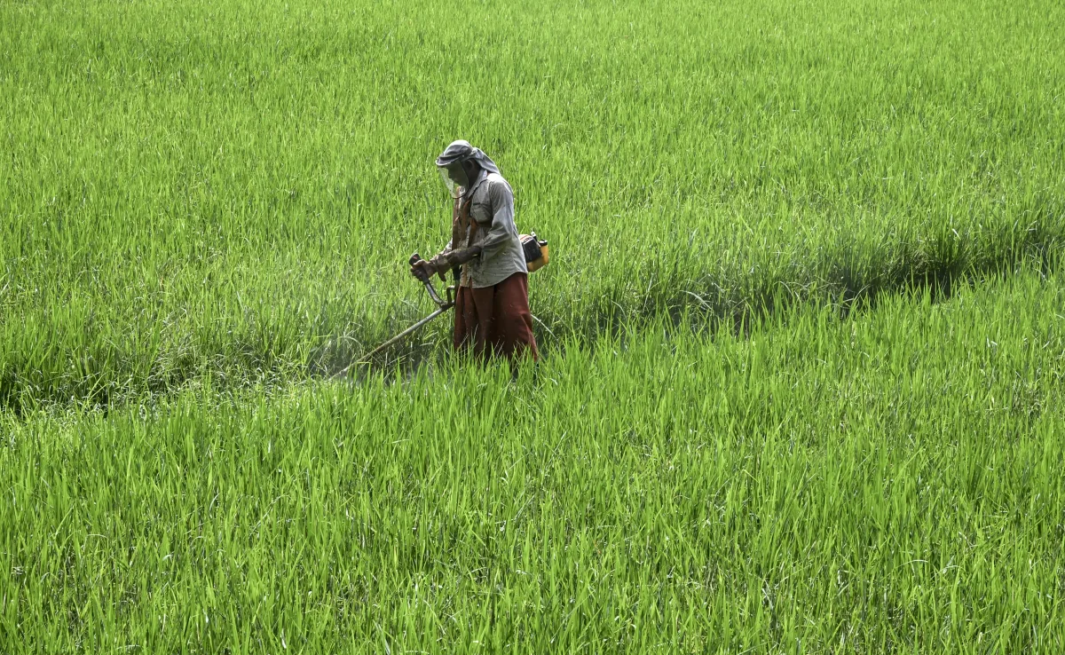 Agriculture, allied sectors clock 3.6% GVA growth in Q1FY27: MoSPI data