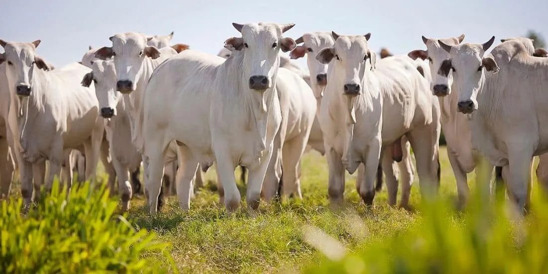 Boletim da Faeac confirma alta no preço da arroba praticado no Acre