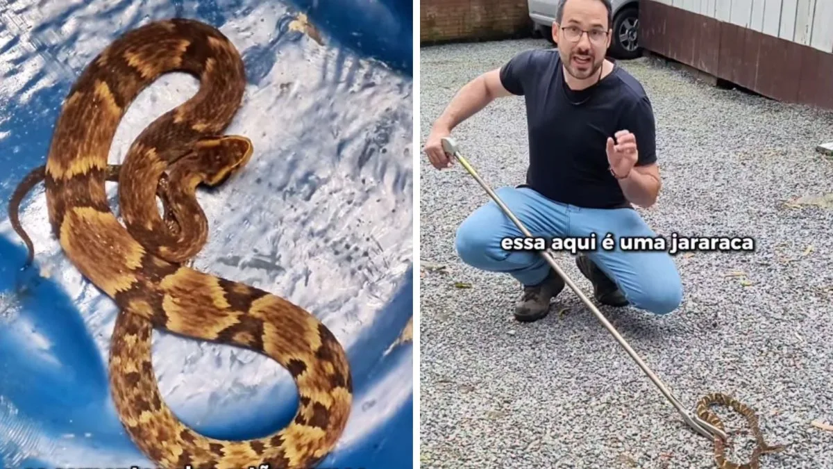 Família encontra cobra mais perigosa do Brasil perto de casa em SC: ‘Bicho bonito’