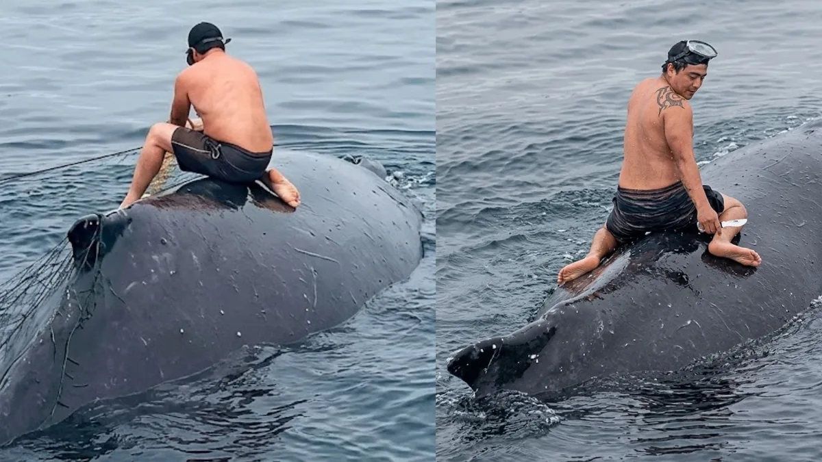 Pescador peruano se lanza al mar para liberar a una ballena atrapada en una red y arriesga su vida
