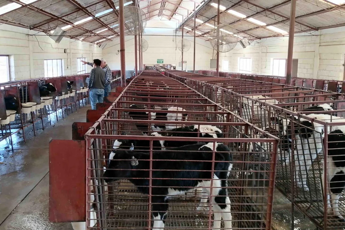 Gusano barrenador pone en incertidumbre a ganaderos de Chihuahua