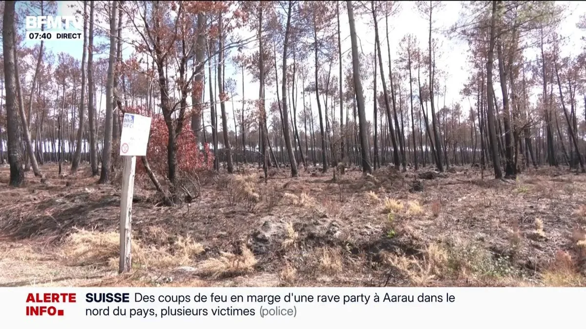 Après les incendies dévastateurs en Gironde, que faire des tonnes de bois brûlés?