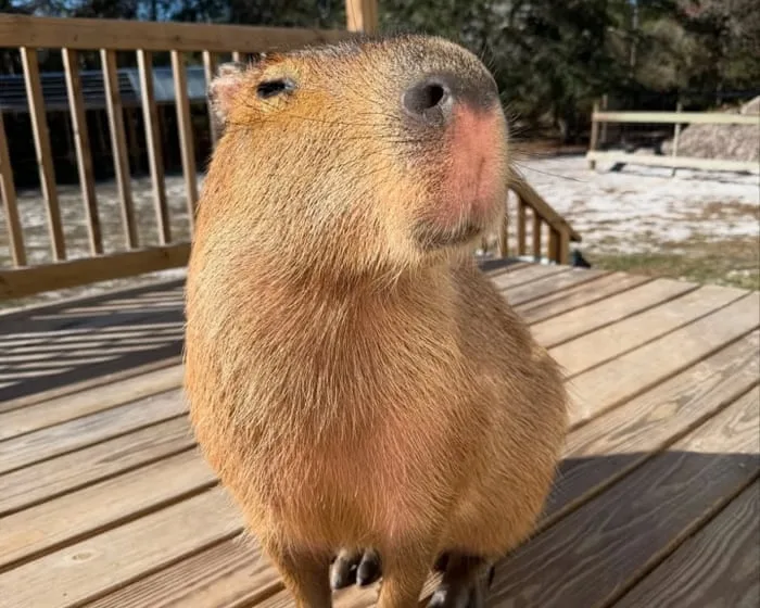 The Route to Cappyness review – capybara boosterism is an ode to the internet’s favourite rodent