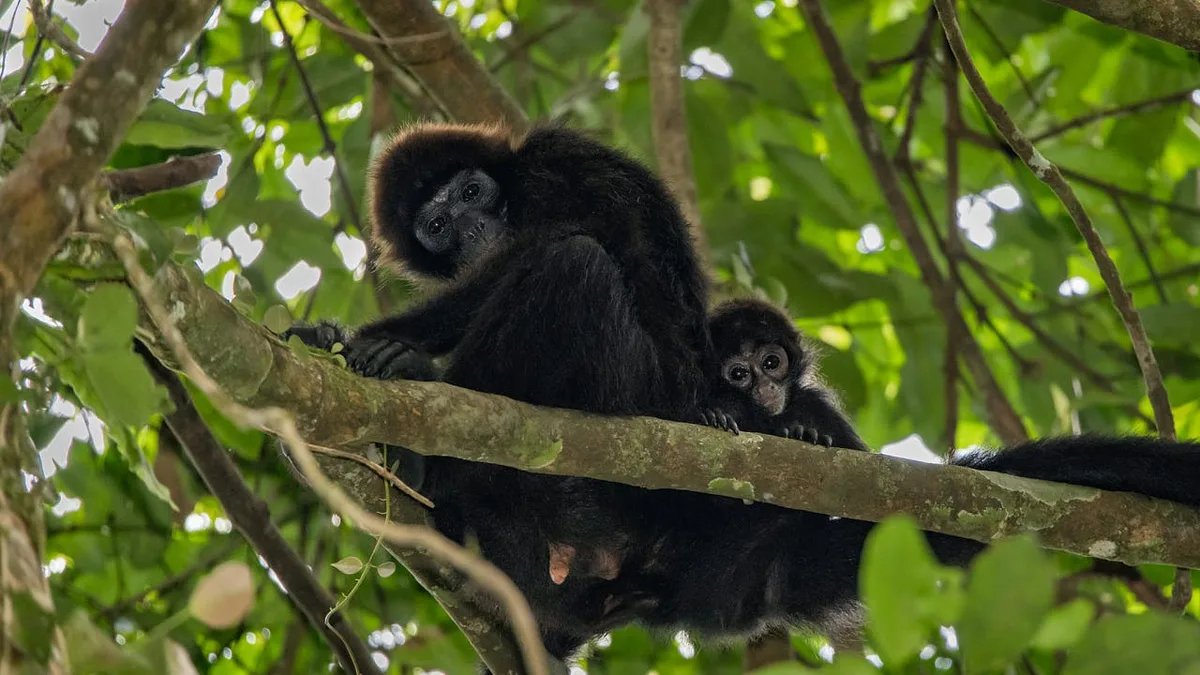 Regeneration: Wann kehrt das Leben in einen gerodeten Regenwald zurück?
