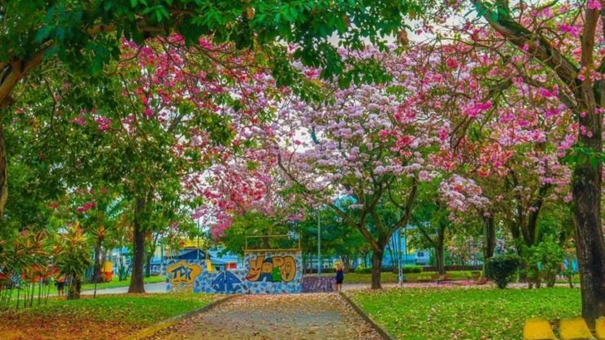 Serra vai plantar 10 mil árvores em ruas e avenidas para reduzir calor; veja locais
