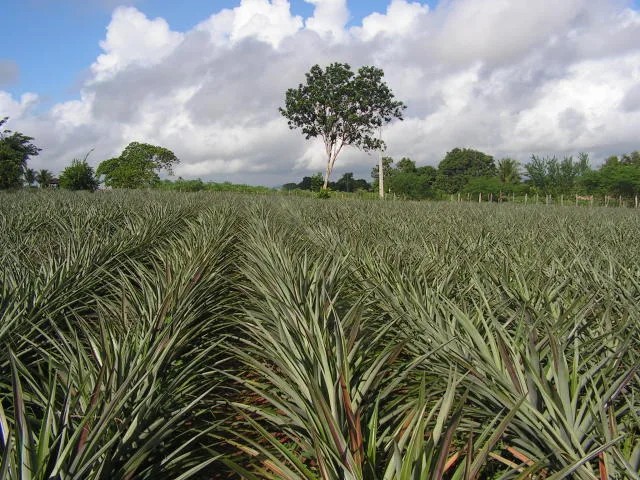 Capital lidera produção de abacaxi, uva e manga em Mato Grosso do Sul