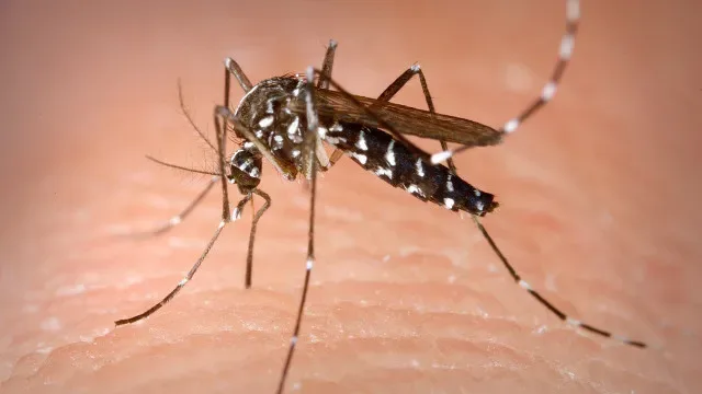 Mosquito-tigre detetado em Braga e Amares, mas sem casos de transmissão