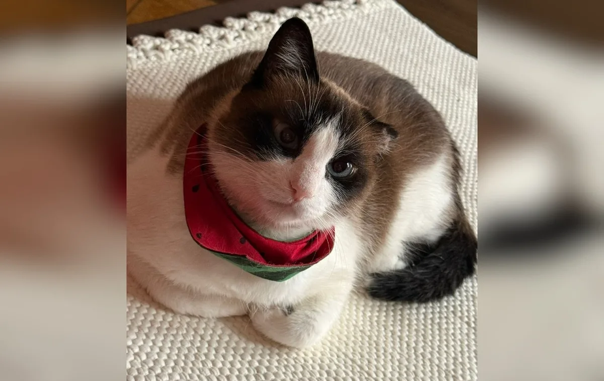 Lambedura, mudanças na alimentação e apego: entenda os sinais de desconforto ou dor nos pets