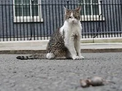 Downing-Street-Herrscher lebt: Kater Larry nennt Berichte über Tod "stark übertrieben"