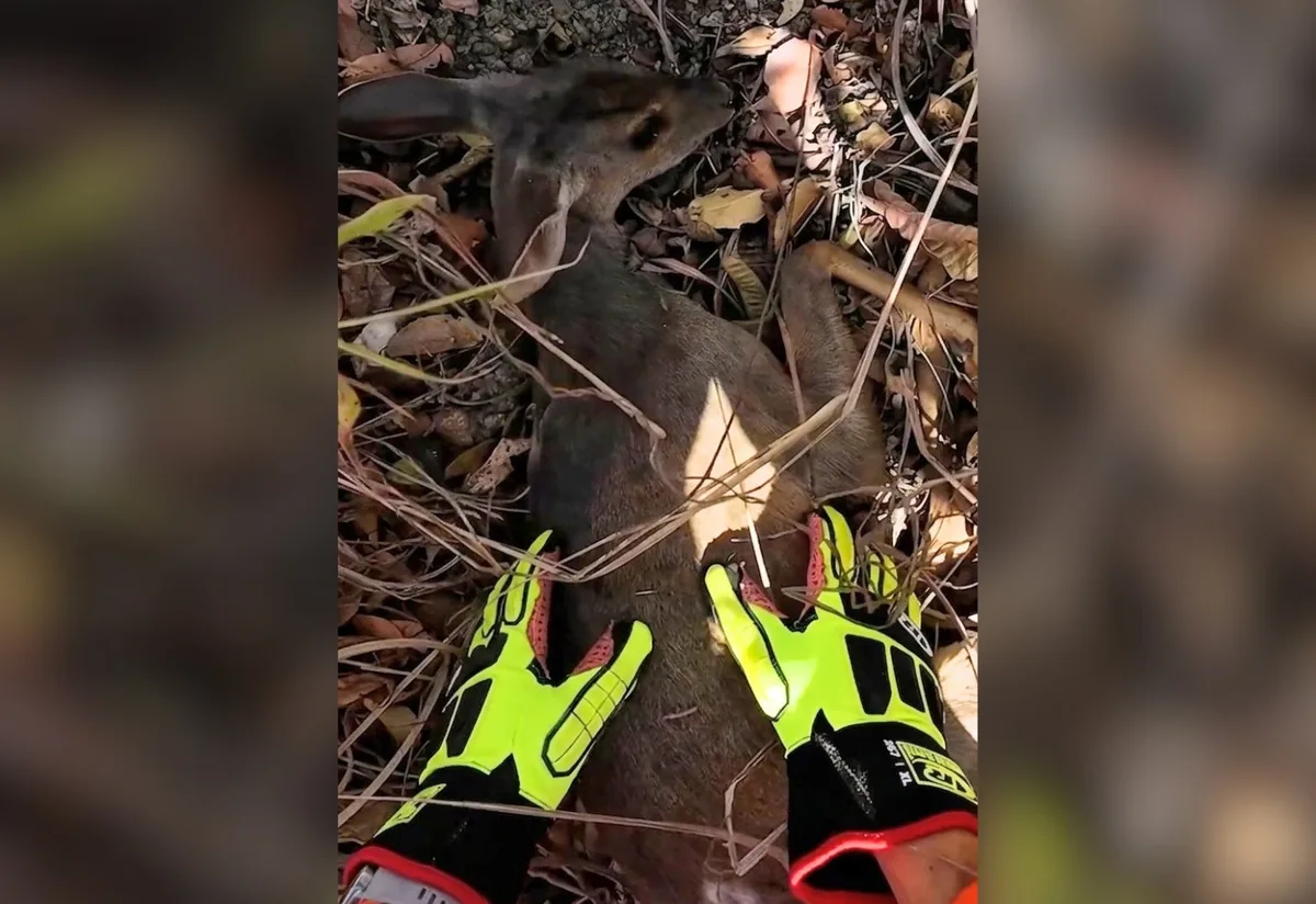 Filhote de veado-mateiro ‘chora’ durante resgate, mas não resiste e morre; VÍDEO