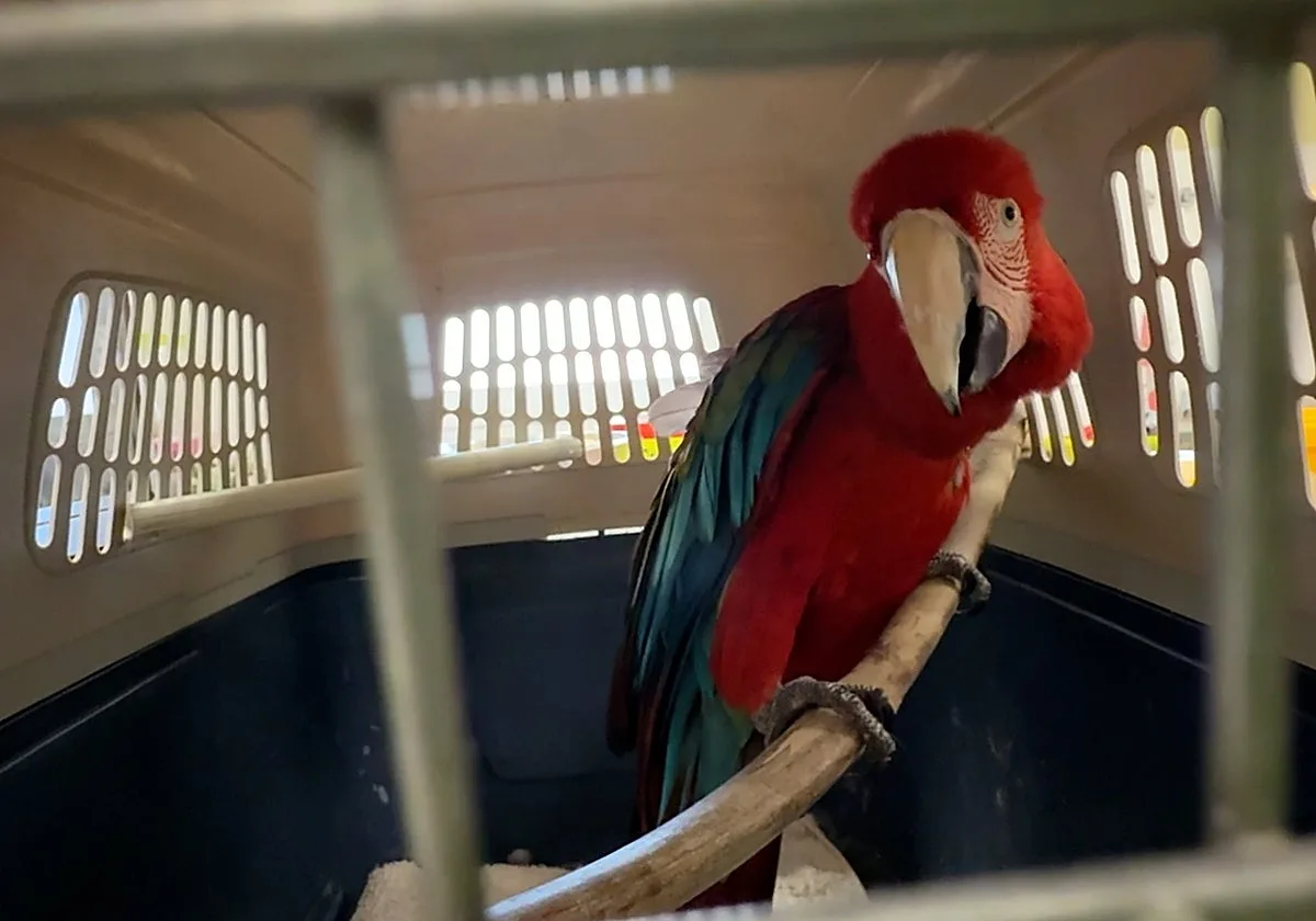 Investigan a un vecino de Córdoba por tener un guacamayo protegido sin identificación