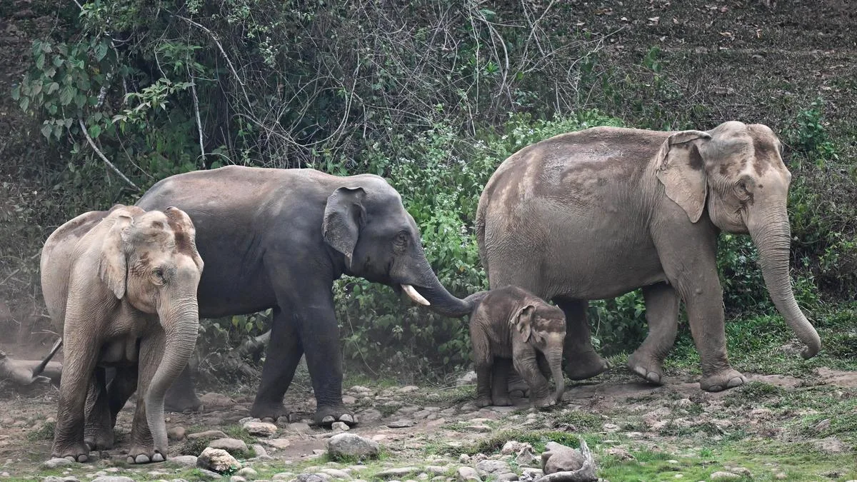 Elephant attack in Keralam’s Piravanthur: VB-G RAM G workers demand RRT surveillance, strict safety audits