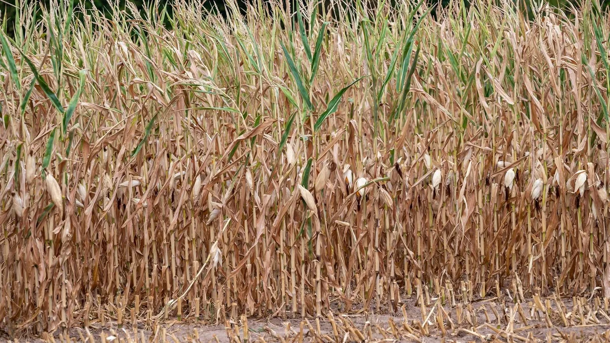 Landwirtschaft leidet: Grüne: Dürre bedroht Landwirtschaft - Task Force gefordert