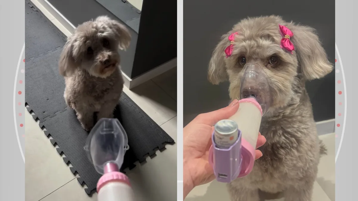 Do calor da Bahia ao frio do Paraná: cachorrinha desenvolve bronquite asmática após mudança e aprende a ‘pedir’ bombinha de inalação; VÍDEO