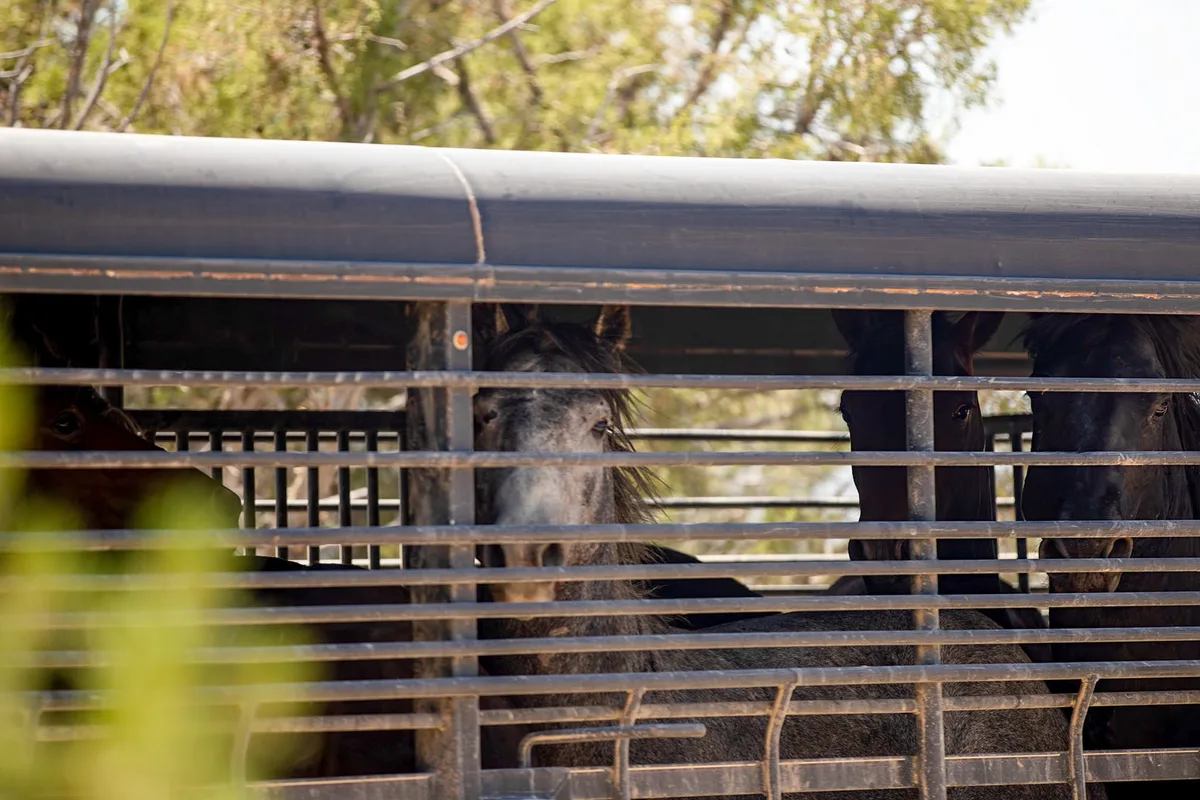 Federal government thins the herds of wild horses in Colorado