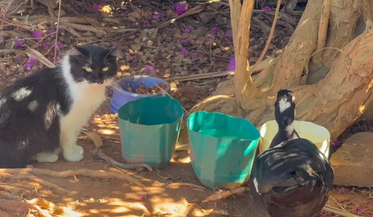 Após denúncias, Vitória instala câmeras para combater abandono de gatos no Parque Pedra da Cebola