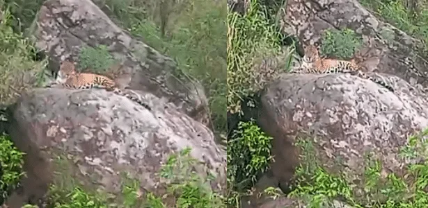 Onça-pintada é flagrada em momento raro durante passeio no rio Iguaçu
