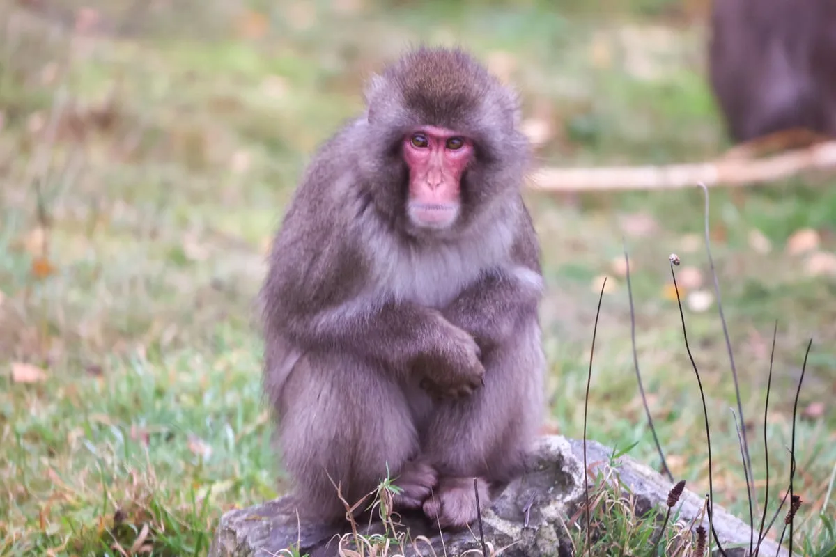 Searches underway for escaped monkey in the Highlands