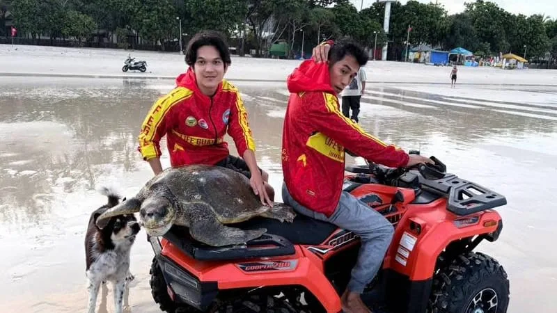 Vor Urlaubsparadies Phuket - Rettungsschwimmer retten kranke Riesenschildkröte