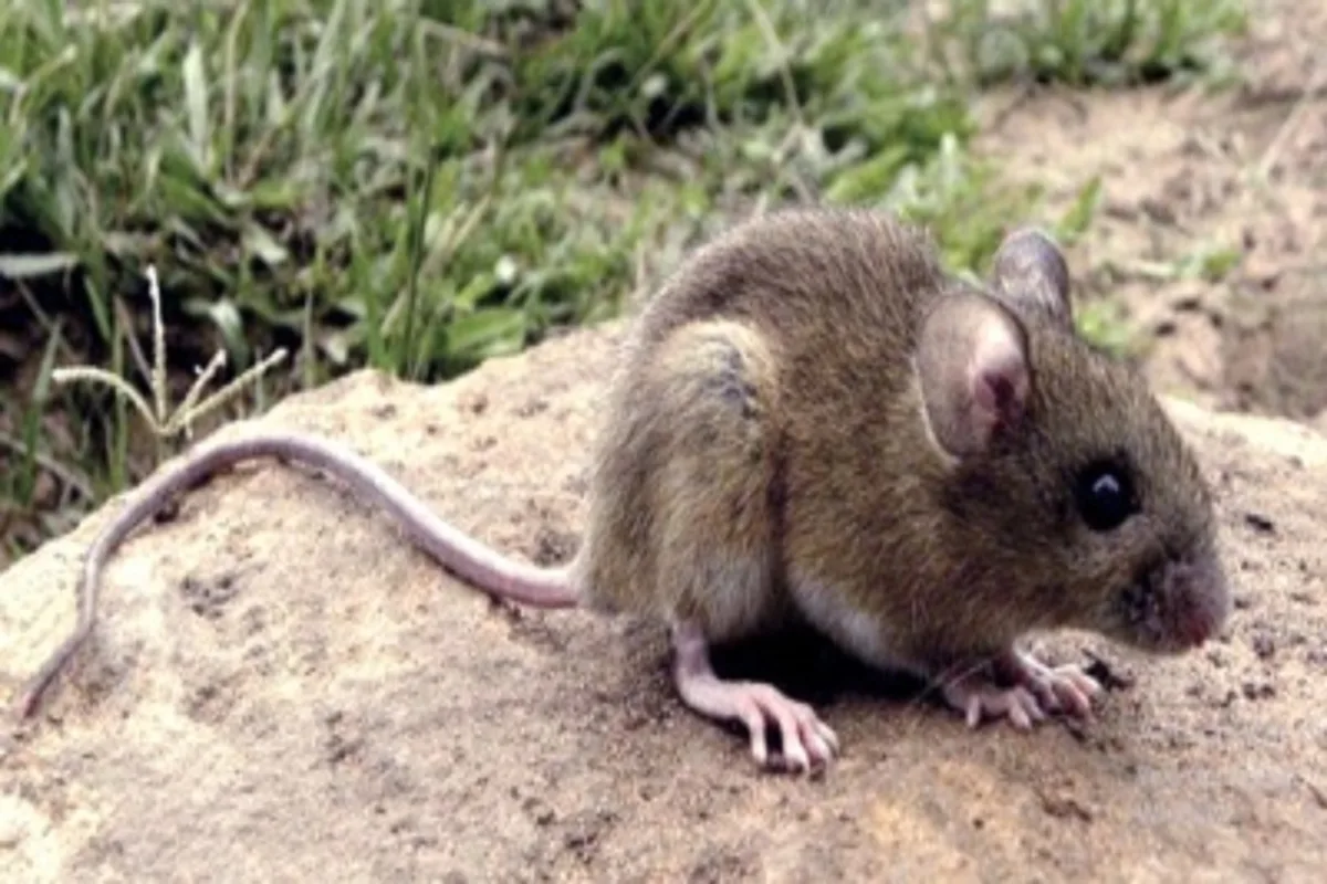 Falleció un joven de 26 años a las 48 horas de ser internado con hantavirus en Neuquén