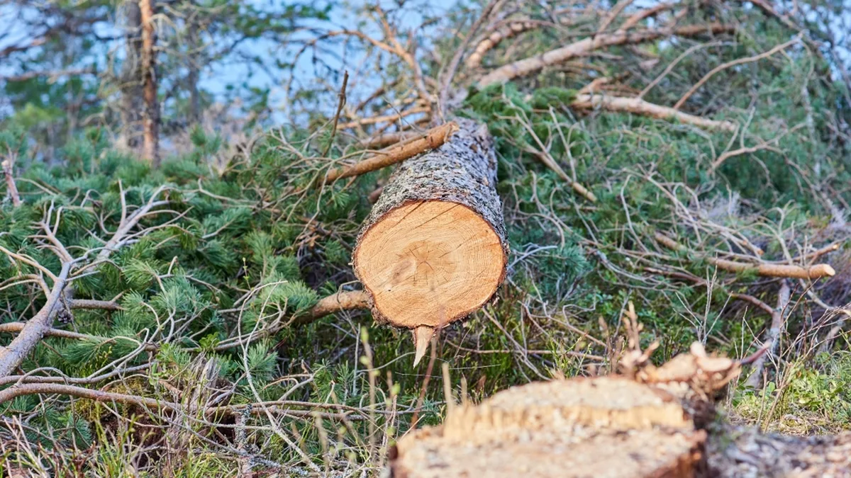 700 trees were felled for stadium. Now, Madhya Pradesh asked to plant 7,000 instead