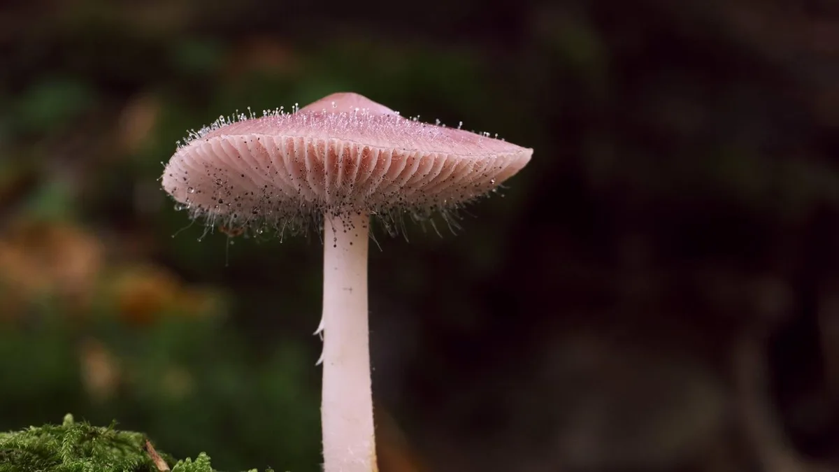 Von Drogen und Killern: Die giftigsten Pilze im Wald