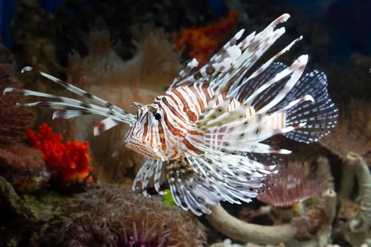 Cerca de 500 peixes de espécie invasora e perigosa são retirados do mar da Bahia