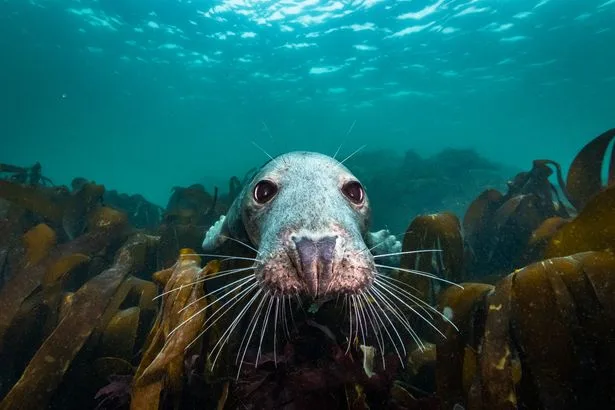 'Ocean on our doorstep is crammed with tropical coral, sharks and giant whales'