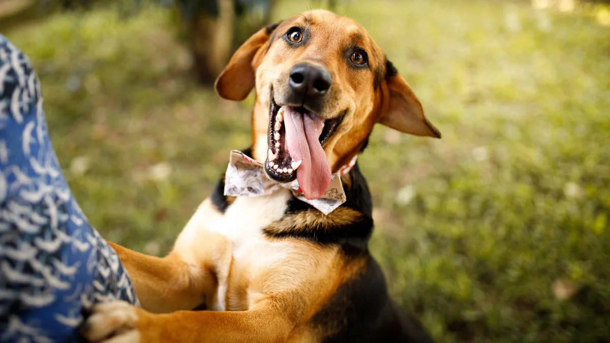 Ana Ramírez, veterinaria: "Si un perro se emociona demasiado cuando llegas a casa, podría tener dificultades para gestionar la separación"