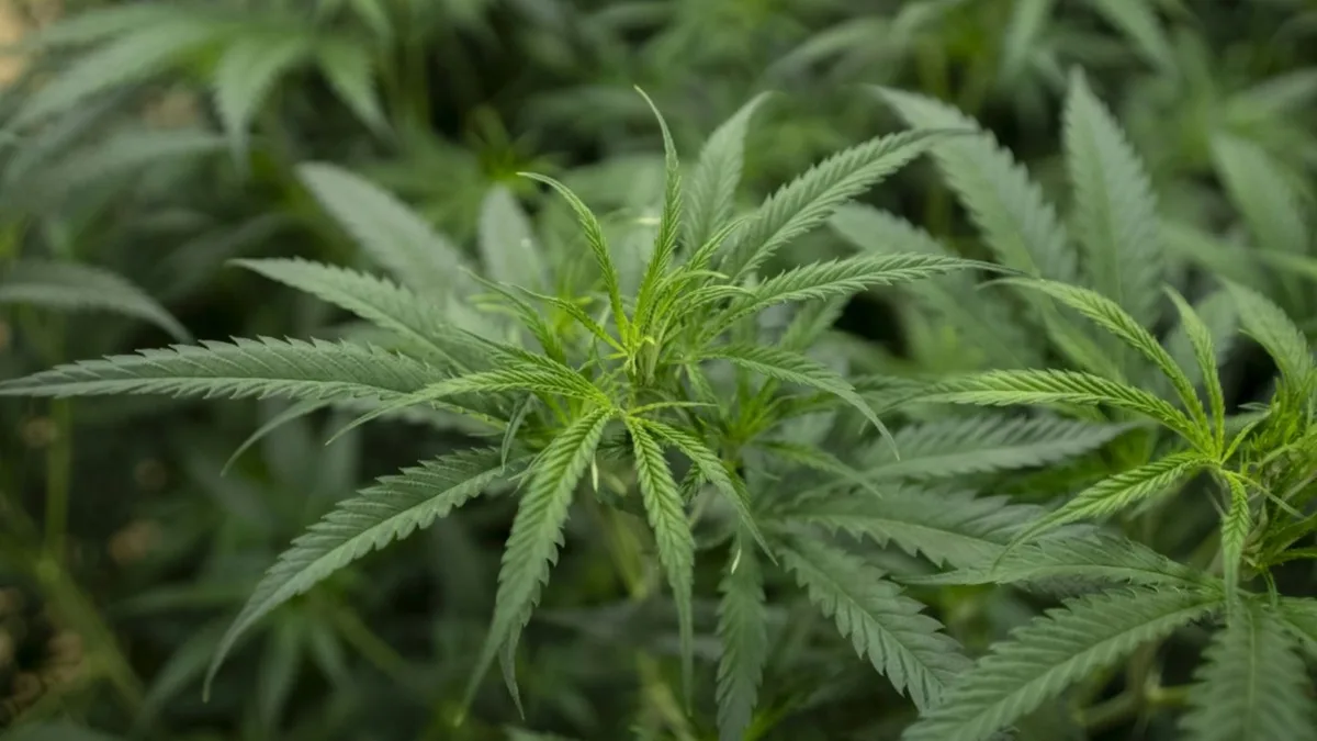 Tausende Cannabispflanzen bei Durchsuchungen in Nordrhein-Westfaen gefunden