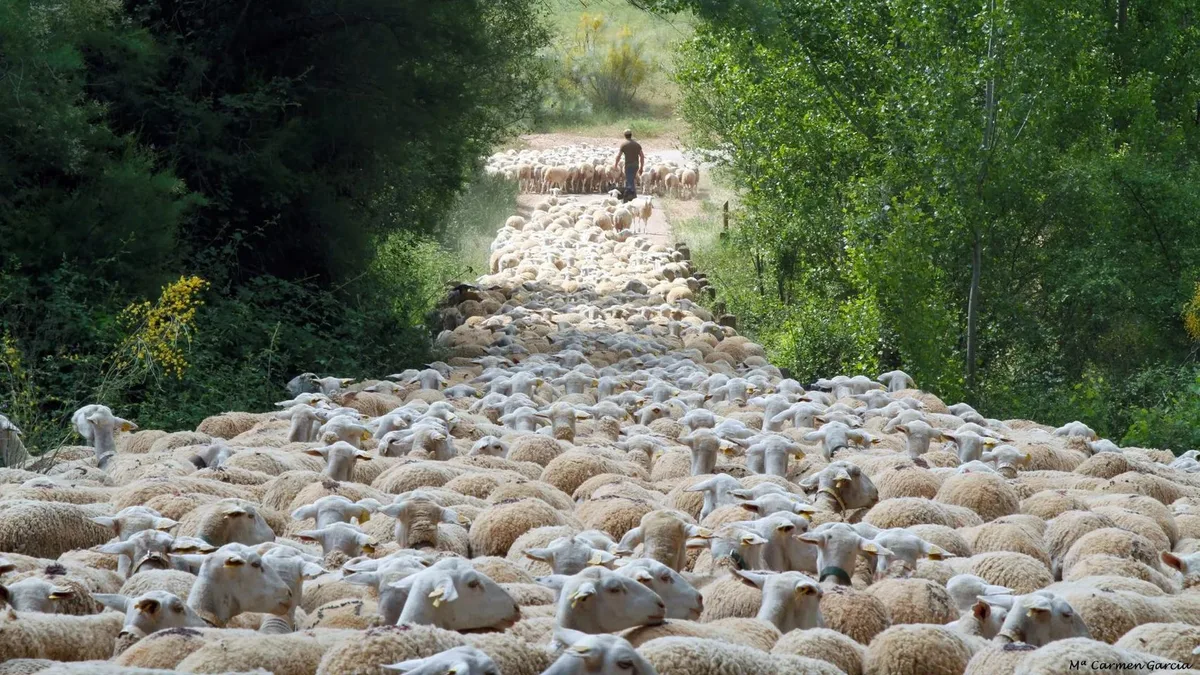 Miguel, ganadero en un pueblo de La Rioja: "Me levanto a las 5 para sacar a las ovejas hasta que ya no pueden con el calor"