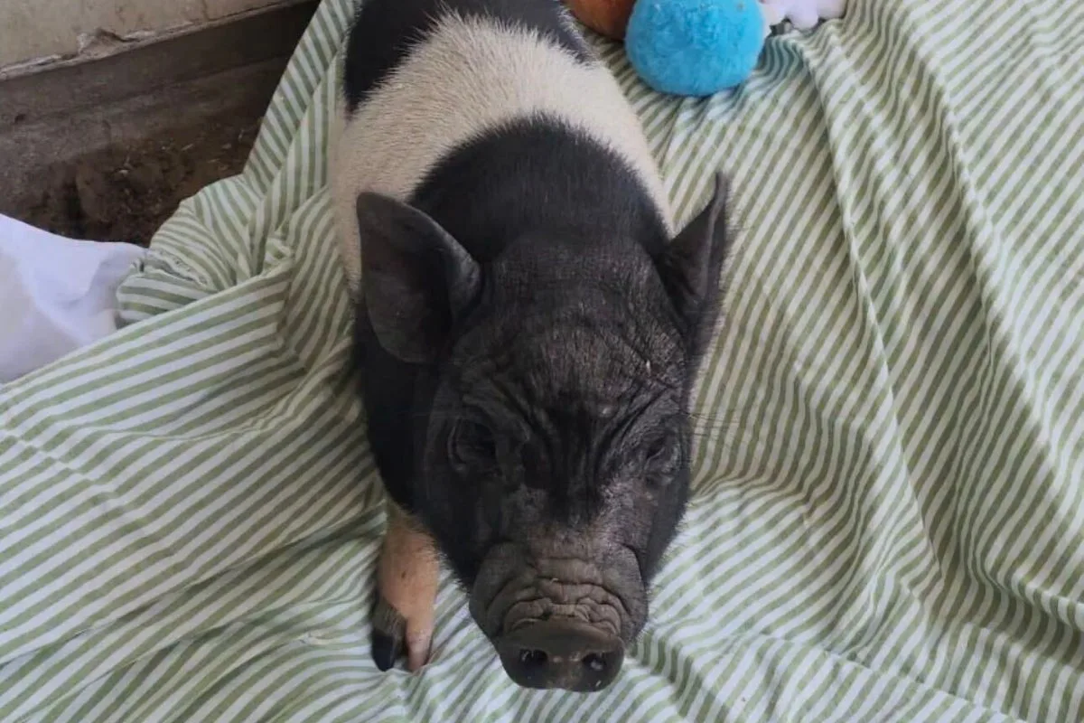 Viral Los Angeles runaway pig adopted by Grammy-winning songwriter