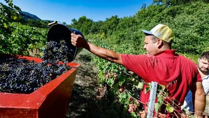 Sécheresse, canicule, arrachage… Les vendanges 2026 reculent à un niveau historiquement bas, le plus faible depuis 1957
