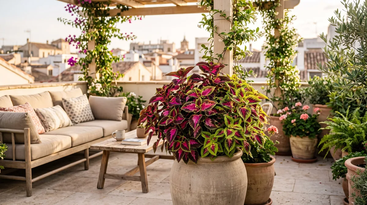 Coleus: la planta de hojas rosas y moradas ideal para decorar balcones y terrazas
