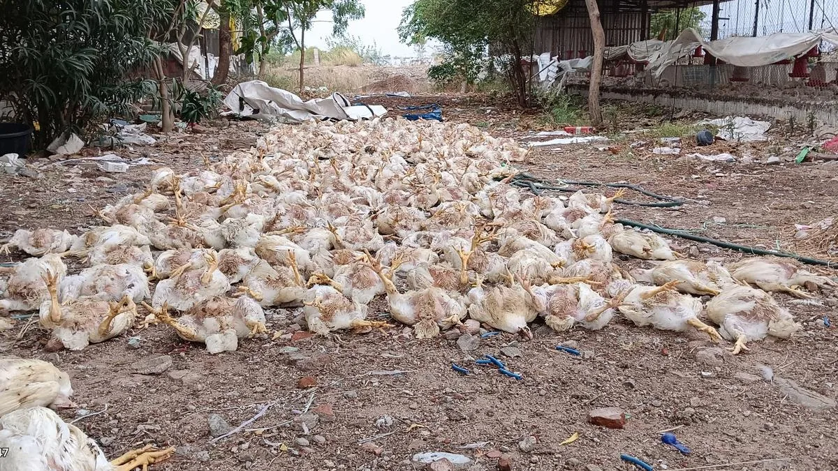 Power cuts lead to death of over 1,000 chickens at poultry farm near Sattur