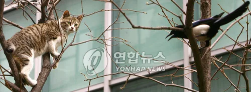 [소셜＋] "새 지켜야"vs"길냥이도 생명"…다시 불붙은 새파·묘파 갈등