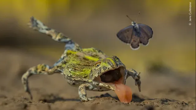 Concurso Fotógrafo de Vida Selvagem dá "pequeno vislumbre" de vencedores