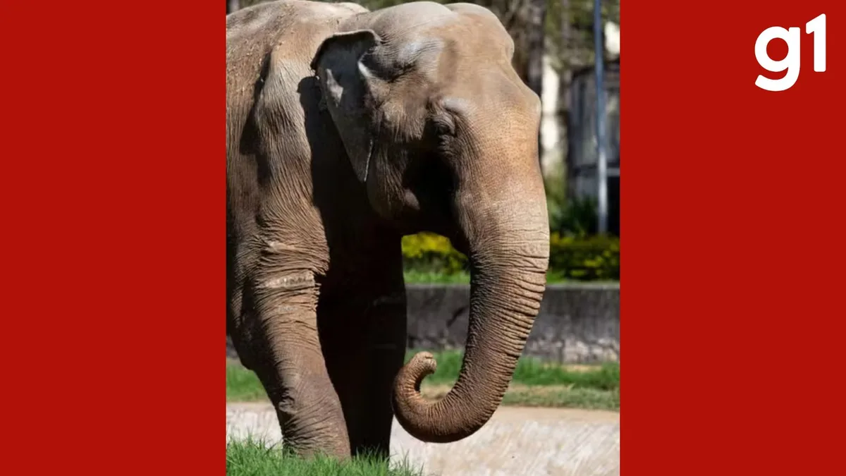 Elefante Sandro é o 1° macho de santuário que abriga 6 fêmeas em MT