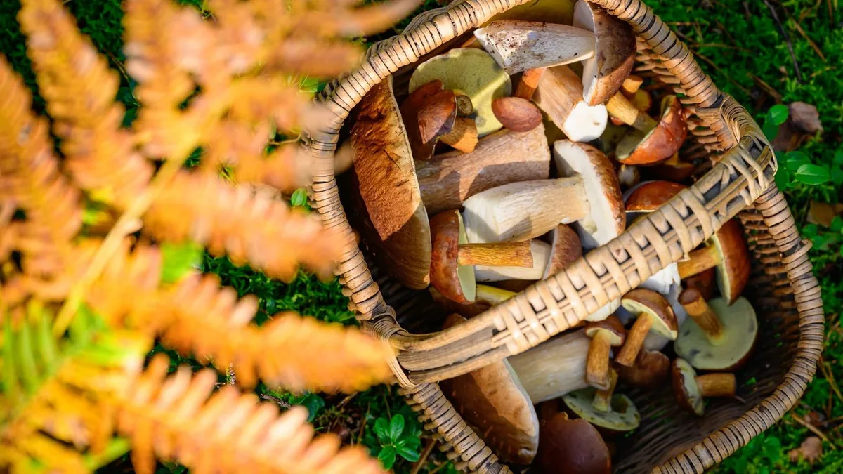Natur: Pilzsaison in Bayern beginnt mager