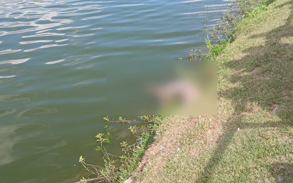 Jacaré-de-papo-amarelo de dois metros é encontrado morto em lagoa de Feira de Santana