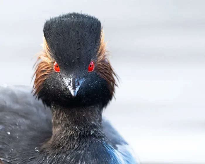 ‘Nature thrives when given a chance’: restored Cheshire wetland now a haven for rare grebe