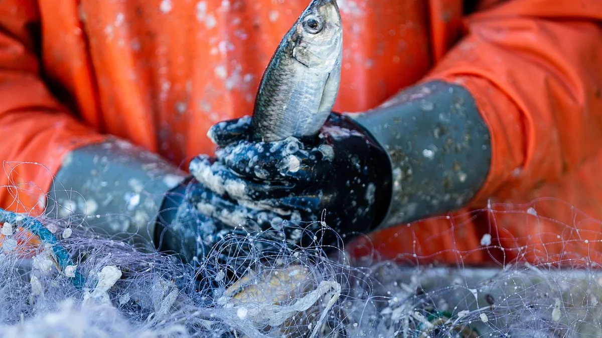 Fischerei in der Ostsee: Ministerin gegen EU-Pläne zur Heringsfischerei