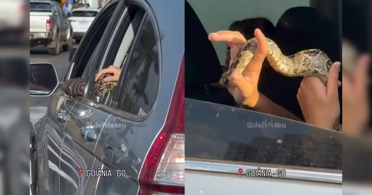 Motorista leva susto ao ver jiboia colocar a cabeça para fora de carro