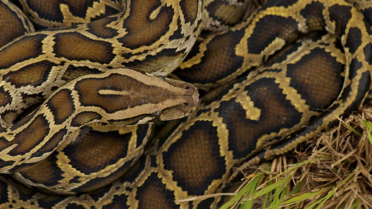 Burmese python males show a seasonal hormone shift before breeding