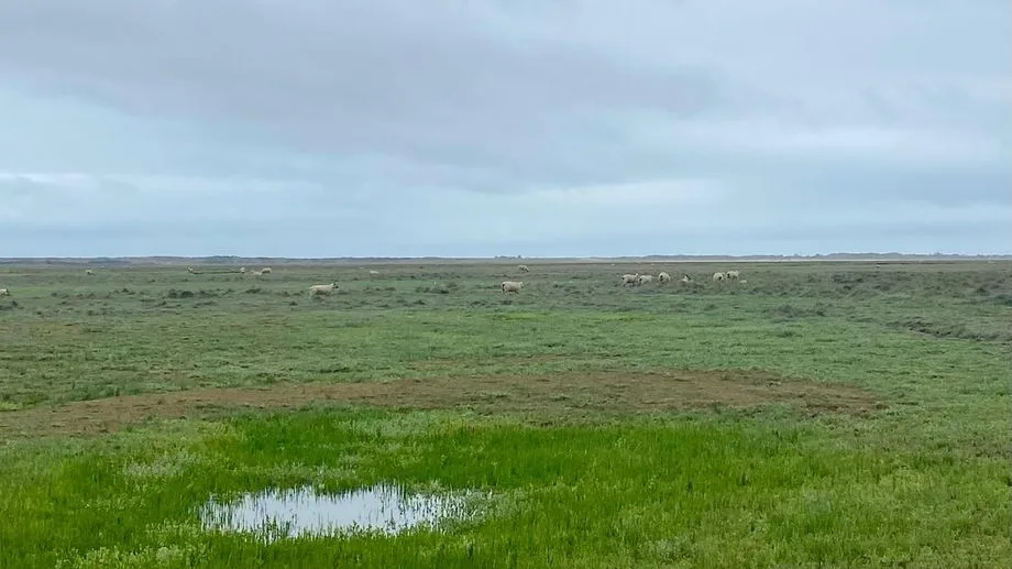 "C'est facile d'accuser les éleveurs" : à Armanville, les déjections de moutons soupçonnées d'avoir pollué la plage