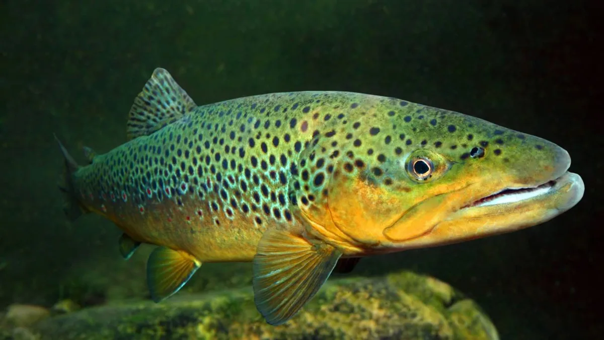 Em 1867, a Nova Zelândia introduziu a truta marrom para a prática da pesca esportiva; Mais de 60 milhões foram liberados até 1921, e o invasor posteriormente causou extinções locais e fragmentação das populações de peixes nativos