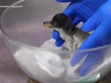 WATCH: Tennessee Aquarium welcomes penguin baby boom