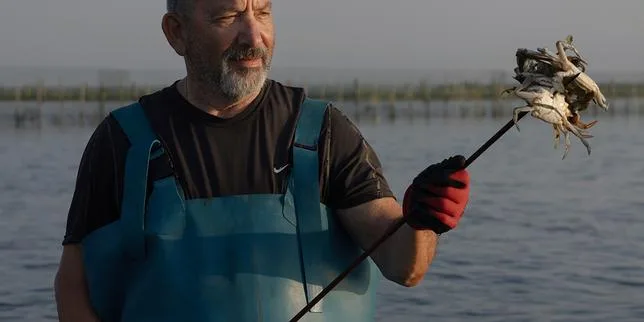 Dans le delta du Pô, l’invasion du crabe tueur de palourdes : « Sans “vongole”, plus d’économie. Tout le territoire meurt »