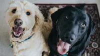 Sul-coreanos recorrem ao tarô para descobrir o que seus pets estão pensando